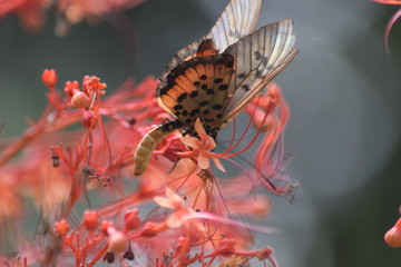 Fototapeta na wymiar Butterfly suck flowers