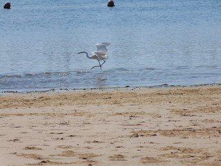 prémice de l'envol de l'aigrette garzette