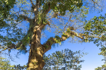 Baum in Kuba