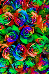 bouquet of multi-colored roses (Rainbow rose) 