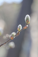 Bourgeons de Printemps (Fleurs, Fleuraison Printani&egrave;re)