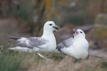 Fulmars north sea farne island