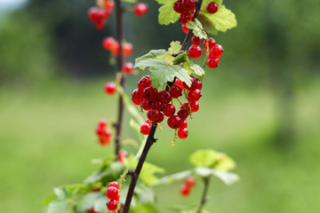 red currants