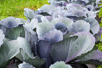 red cabbage