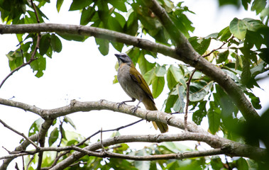 Bird on branch