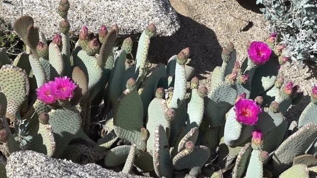Beavertail cactus blooming in mid April along the Pacific Crest Trail