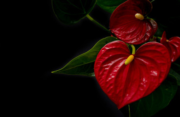 Anthurium orchids close-up on the black background
