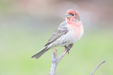 Housefinch perched on a branch backyard home feeder