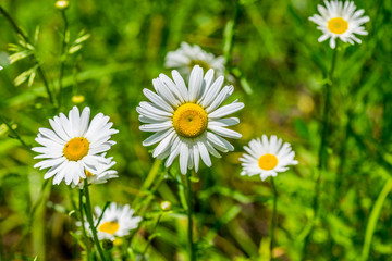 Fototapeta premium Daisies in a meadow