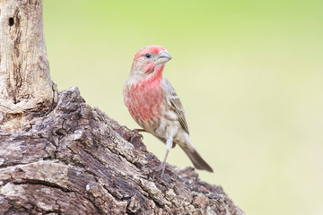 Housefinch perched on a branch backyard home feeder