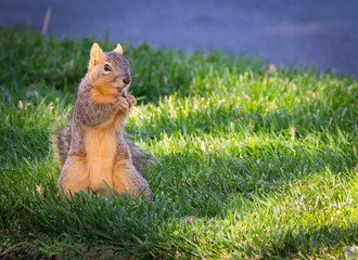 Squirrel Standing and Eating
