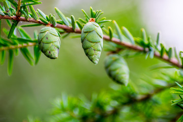 Green larch pine cones