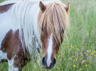 Close up of Single Palomino horse  on Grayson Highlands.