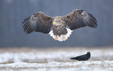White tailed eagle (Haliaeetus albicilla)