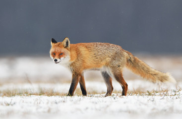 Fox (Vulpes vulpes)