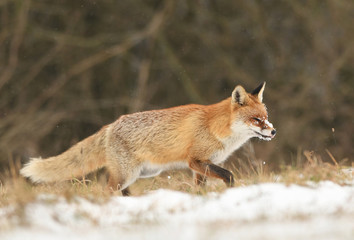 Fox (Vulpes vulpes)