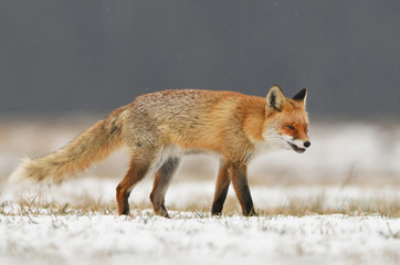 Fox (Vulpes vulpes)
