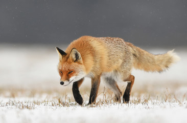 Obraz premium Fox (Vulpes vulpes)