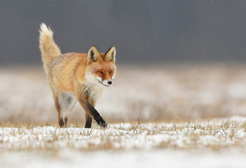 Fox (Vulpes vulpes)