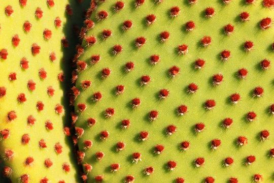 Cactus Raquette" Images  Browse 61 Stock Photos, Vectors, and Video |  Adobe Stock