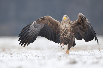 White tailed eagle (Haliaeetus albicilla)
