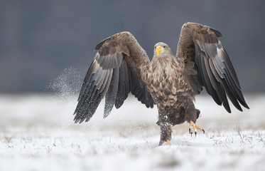 White tailed eagle (Haliaeetus albicilla)