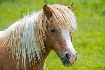 Obraz premium Close up of Single Palomino horse on Grayson Highlands.