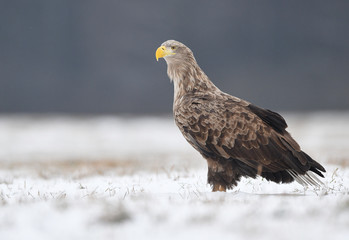 White tailed eagle (Haliaeetus albicilla)