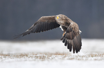 White tailed eagle (Haliaeetus albicilla)