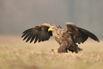 White tailed eagle (Haliaeetus albicilla)