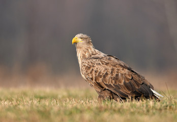 White tailed eagle (Haliaeetus albicilla)