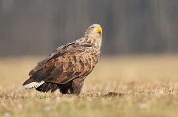 White tailed eagle (Haliaeetus albicilla)