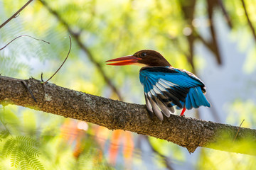 White-throated kingfisher (Halcyon smyrnensis) perched