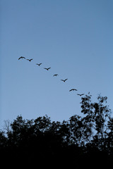 Flock of birds flying in silhoutte over trees at dusk
