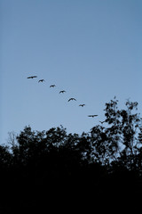 Flock of birds flying in silhoutte over trees at dusk