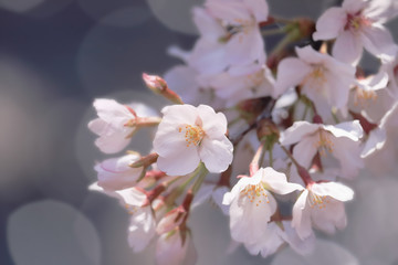 Fototapeta premium 桜、ソメイヨシノアップ、丸ボケ背景