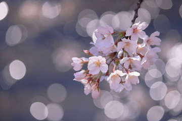 桜、ソメイヨシノアップ、丸ボケ背景
