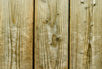 Naklejka premium Tree, fence, vertical