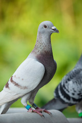 close up detail of rec choco feather color of speed racing pigeon