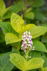 White and Pink flowers in the midst of tropical garden with selective focus.