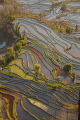 中国　雲南省　棚田