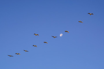 Pacific Ocean Coast, pelicans fly in the sky at sunset San Francisco California