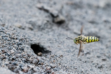 manuver for going home