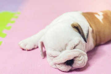 English bulldog lying on color background. Close-up photo.white puppy sleeping .