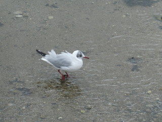 Mouette rieuse les pattes dans l'eau .