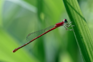 red damselfly while resting