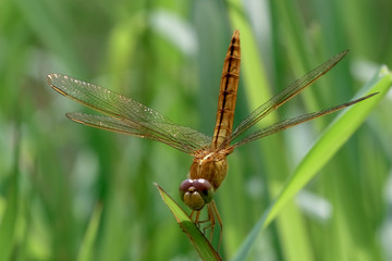 yellow dragonfly on leaf