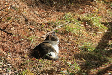日光浴中の野良猫(宮城県)