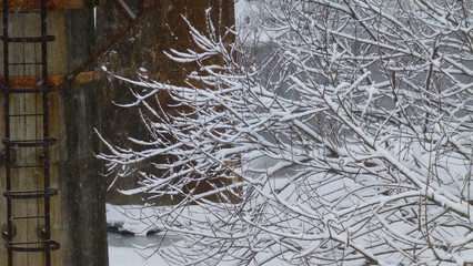 snow covered branches