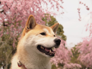 柴犬とお花見